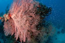 Colourful coral gardens and soft corals growing across the Agincourt Ribbon Reef on the Great Barrier Reef.