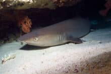 Reef shark resting in the sand beneath a coral ledge at the Agincourt Ribbon Reefs during a Poseidon dive.