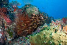 Colourful coral gardens and soft corals growing across the Agincourt Ribbon Reef on the Great Barrier Reef.
