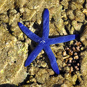 Sea Stars