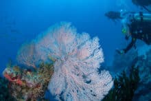 Divers exploring a giant pink sea fan coral on the Great Barrier Reef near Port Douglas.