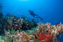 Scuba diver swimming through a school of glassfish at Agincourt Reef on the Great Barrier Reef.