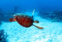Green sea turtle gliding over white sand at the Agincourt Ribbon Reefs during a Poseidon snorkel and dive trip.