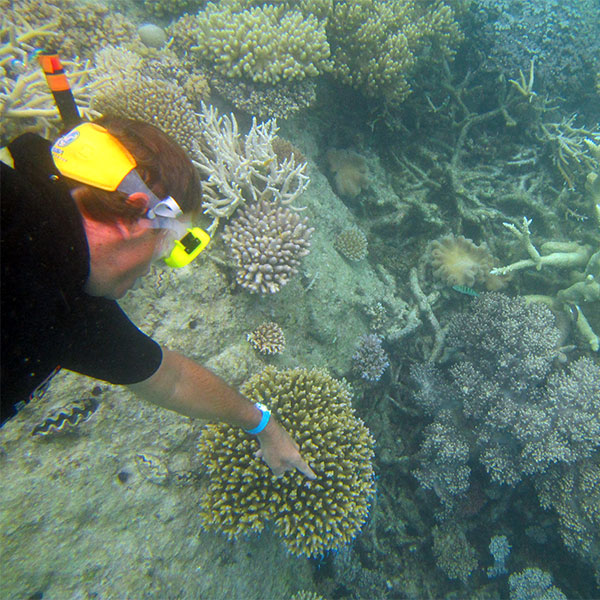 sunlovers reef tour
