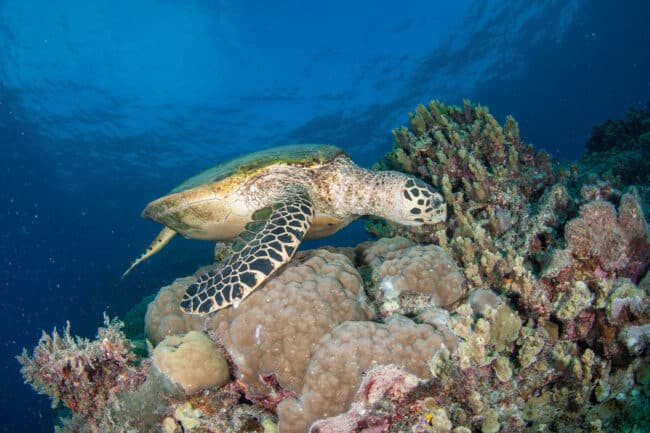 Green sea turtle gliding over coral at Agincourt Reef on the Great Barrier Reef near Port Douglas.