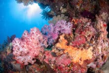 Brilliant orange and pink soft corals illuminated by sunlight at Agincourt Ribbon Reefs.