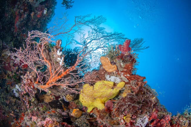 Camouflaged yellow frogfish resting among pink sea fans on the Agincourt Ribbon Reefs.