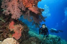 Scuba diver swimming beside large colourful soft corals at Agincourt Reef on the Poseidon guided dive tour.