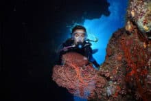 Diver exploring a detailed red sea fan inside a reef swim-through at the Agincourt Ribbon Reefs.