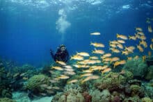 Scuba diver swimming alongside a large school of yellow reef fish at the Agincourt Ribbon Reefs on the Poseidon dive tour.
