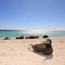 Sea Birds at Michaelmas Cay Cairns Australia