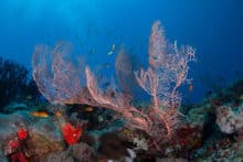 Colourful sea fans surrounded by reef fish under clear blue water at Agincourt Reef.