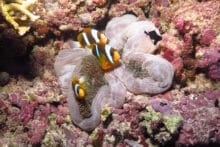 Anemonefish resting among soft, pale-coloured anemone tentacles on a coral ledge at the Agincourt Ribbon Reefs.