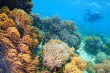 Diver exploring colourful soft and hard coral formations at Green Island.