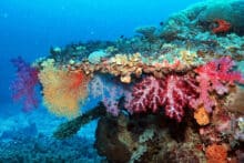 Colourful hard corals, soft corals and sea fans growing along a vibrant reef ledge at the Agincourt Ribbon Reefs.