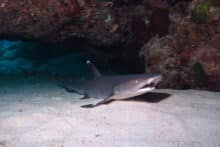 White-tip reef shark resting on sandy seafloor beneath a coral overhang at the Agincourt Ribbon Reefs.