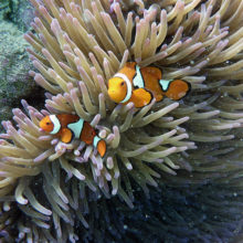 Anenomefish Nemo at Michalemas Cay The Great Barrier Reef Cairns Australia.