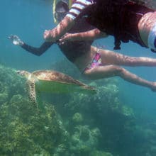 Swimming with turtle the Great Barrier Reef.
