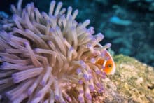 Pink anemonefish peeking out from purple-tipped anemone on the Great Barrier Reef
