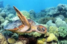 Green sea turtle swimming above colourful coral bommies on the Great Barrier Reef