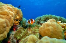 Anemonefish amongst hard corals.