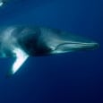 Cairns Minke Whale Dive Trips