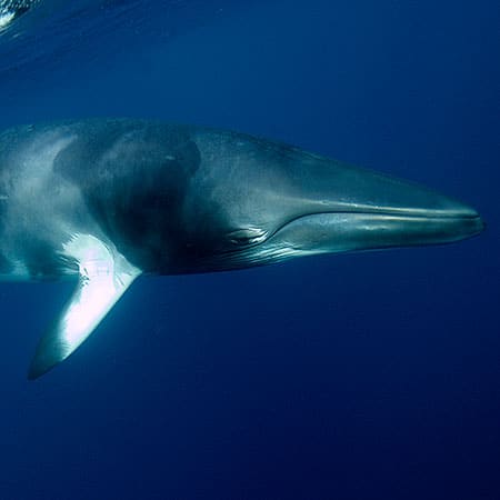 Cairns Minke Whale Dive Trips