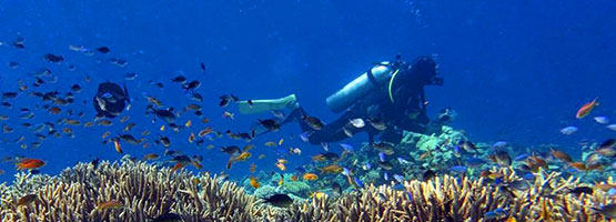 Cairns Great Barrier Reef may News