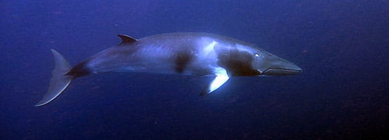 Cairns Dwarf Minke Whale Trips