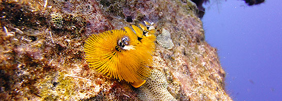 Cairns Christmas Day Great Barrier Reef Tours