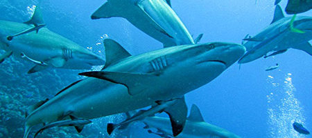 Diving at North Horn dive site, Osprey Reef the Coral Sea.