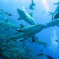 Diving at North Horn dive site, Osprey Reef the Coral Sea.