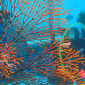 Sunlover Reef Cruises Review