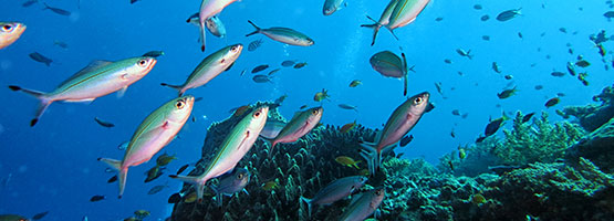 Scuba Diving at Norman Reef from Cairns Australia.