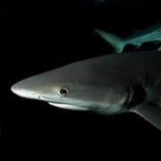 Black tip reef shark at night