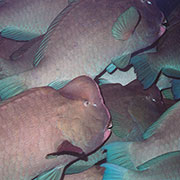 Green Humphead Parrot Fish on the Great Barrier Reef.