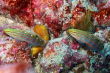 Macro Photography at Fitzroy Island