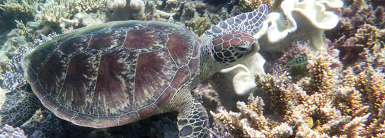 Sea Turtle resting on Moore Reef Cairns Australia.