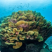 Giant Yellow Coral on Bommie