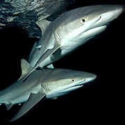 Grey Whaler Reef Sharks