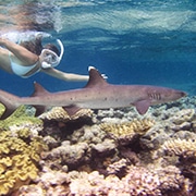 Reef Shark swimming with Snorkeler