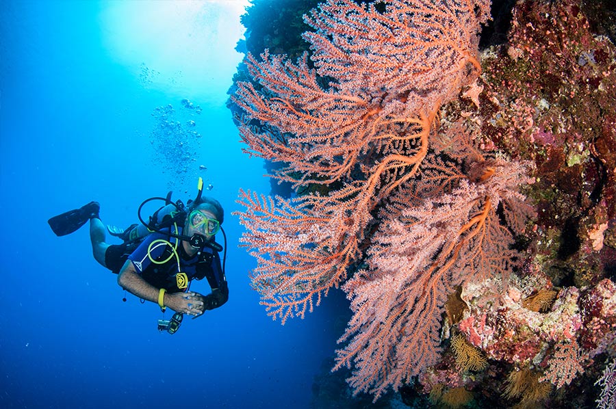 Scuba Diver with Pink Seafan at Osprey Reef Australia