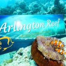 anenomefish-arlington-reef