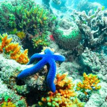 blue-star-fish