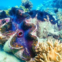 giant-clams-arlington-reef