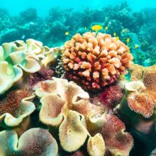 hard-corals-arlington-reef