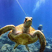 Sea Turtle on the Great Barrier Reef.