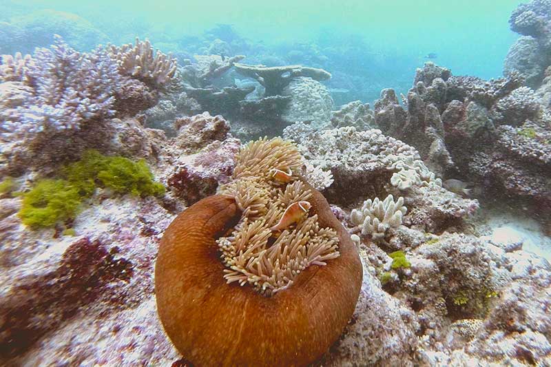 Anemonefish Flynn Reef