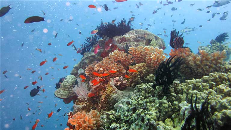 Coral Reef and Fish on the Ribbon Reefs