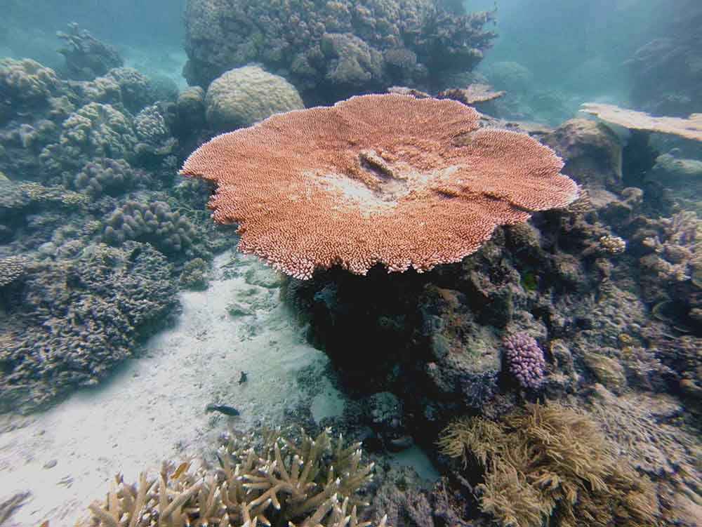 Plate Coral diving on reef